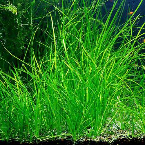 والیزنریا نانا